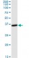 THUMPD1 Antibody (monoclonal) (M01)